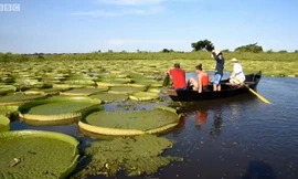 Hoa súng khổng lồ tưởng đã tuyệt chủng xuất hiện ở Paraguay