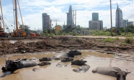 Trại gia súc 'bất đắc dĩ' ở đô thị mới Thủ Thiêm