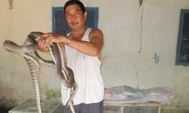 Trước đây, rắn thương phẩm loại từ 3 đến 5 kg/con được bán với giá hơn 1 triệu đồng/kg nay giảm xuống còn 400.000 đồng/kg nhưng thương lái rất hạn chế mua. Ảnh: Kim Thoa.