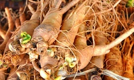 Quý ông sung mãn với viagra từ cây cỏ rừng