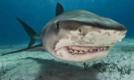 Loài cá mập có 6 vây và sống ở độ sâu 1.800 mét (Ảnh minh họa).