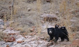 Gấu mẹ cùng hai chú gấu con đang trên đường đi kiếm ăn.