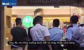 Lợn rừng ‘từ trên trời’ rơi xuống... cửa hàng quần áo