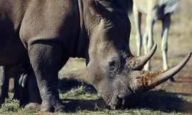 Tê giác tại khu Bảo tồn Thiên nhiên Tê giác và Sư tử ở Krugersdorp, phía bắc Johannesburg (Nam Phi). (Nguồn: AFP/TTXVN)