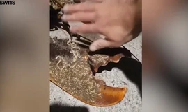 Tôm hùm dài 1,2 mét có cặp càng ngoại cỡ