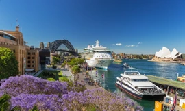 Mùa phượng tím rực rỡ ở Sydney