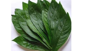 Lá xương sông trị ho tiêu đờm