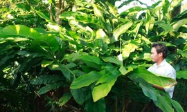 Cây bo bo được người dân xã Huồi Tụ, Tây Sơn trồng khắp nơi.