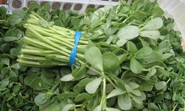 Trị mụn bọc, mụn trứng cá siêu nhanh bằng các loại rau vườn nhà