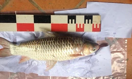 Một con cá chày lớn có chiều dài khoảng 50cm được bắt tại sông Đồng Nai.