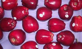 Táo Mỹ nhiễm khuẩn khiến hơn 30 người nhập viện