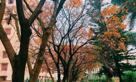 Mê mẩn hàng lộc vừng thay lá vàng ruộm trong khuôn viên ĐH Sư phạm