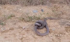 Rắn hổ mang ngoạm đầu nhau trong trận kịch chiến giữa đường