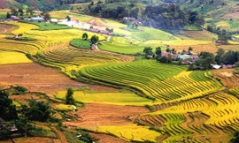 Năm Đinh Dậu ghé các địa danh mang tên gà ở Việt Nam