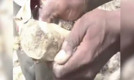 Loài cá có thể ngủ 4 năm trong kén để tránh hạn