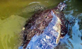 Con rùa biển nặng 40 kg được giải cứu. Ảnh: Phúc Hưng