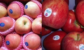 Tem trên táo Trung Quốc (Trái), Tem trên táo Mỹ (Phải). Ảnh: VnExpress