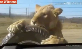 Thót tim cảnh sư tử treo mình sau ôtô dọa người