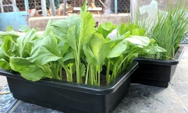 Mỗi chậu rau giống có giá 35.000 đồng, khách hàng thường phải mất thêm 10-15 ngày chăm sóc mới có thể thu hoạch. Ảnh: Zen Nguyễn.