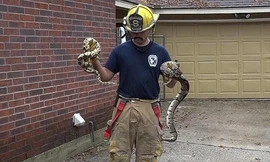 Giải cứu nhiều con rắn bên trong ngôi nhà cháy kinh hoàng