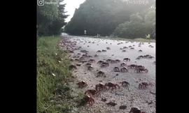 Hành trình di cư của 65 triệu cua đỏ trên đảo Giáng sinh