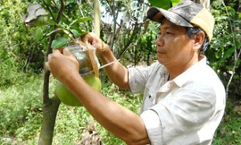 Nhà vườn miền Tây tất bật 'tạo hình' trái cây Tết