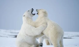 Nhầm lẫn khi nhắn tin khiến nhiều người vô tình “xin” nhận nuôi gấu Bắc cực 