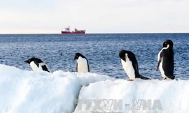 Chim cánh cụt tại Vịnh Terra Nova, Victoria Land, Nam Cực ngày 28/10/2016. Ảnh: EPA/TTXVN.