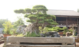 Kiệt tác sanh cổ Nghinh phong thuộc giống sanh Nam Điền