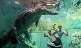 Chui vào lồng làm mồi nhử cá sấu khổng lồ