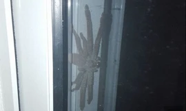 Con nhện thợ săn khổng lồ trước cửa một ngôi nhà ở Australia. Ảnh: Reddit.