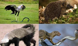 Những loài vật khắc tinh của rắn 