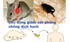 Theo các chuyên gia y tế, dịch hạch là bệnh truyền nhiễm nguy hiểm, chủ yếu lây lan từ chuột. ảnh minh họa