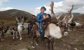 Đối với người Tsataan, tuần lộc không chỉ là một loài vật nuôi gắn liền với cuộc sống của họ, mà còn mang ý nghĩa như một biểu tượng văn hóa.