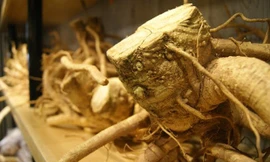 Bài thuốc chữa bệnh từ củ đinh lăng cực hữu ích