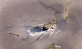 Rắn nước nuốt cá da trơn khủng gây bão mạng