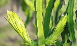 Bông thanh long trước khi nở một ngày đang được thu mua 3.500 đồng/1kg. Ảnh: Zen Nguyễn.