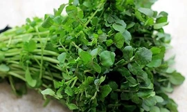 Rau cải xoong có nhiều chất sắt hơn rau chân vịt, nhiều canxi hơn sữa, và nhiều vitamin C hơn cam. Hình minh họa.