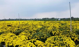 Hàng ngàn chậu hoa cúc mâm xôi của của người dân nở sớm khoảng 40%.