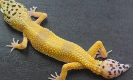 Tắc kè có thể tái sinh đuôi bằng cách kích hoạt một nhóm các tế bào gốc khi đuôi bị mất.