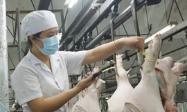 Kiểm tra đeo vòng truy xuất nguồn gốc cho heo