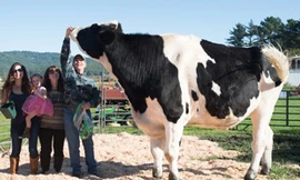 Chú bò Danniel với thân hình to lớn. Ảnh: Barcroft