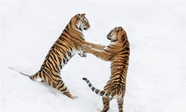 Hổ vằn Siberia kịch chiến trên nền tuyết “đẹp và độc“