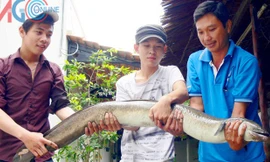 Cá chình do ngư dân bắt được. 