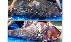 Cặp cá hô "khủng" vừa được vận chuyển về Sài Gòn