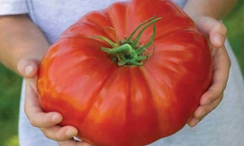Một quả cà chua thuộc giống Gigantomo. Ảnh: BNPS