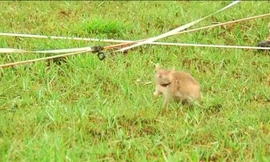 Chuột khổng lồ dò mìn ở Campuchia