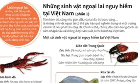 Những sinh vật ngoại lai vô cùng nguy hiểm tại Việt Nam