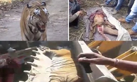 Xung đột giữa nông dân sống gần những khu bảo tồn động vật hoang dã ở Ấn Độ và loài hổ đang ngày càng căng thẳng khi hổ thì giết người vì đói, còn người giết hổ để trả thù