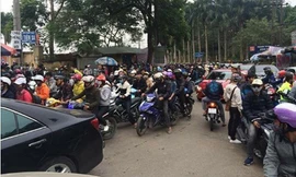 Dân phượt kéo đến ngắm hoa dã quỳ, Ba Vì “thất thủ“